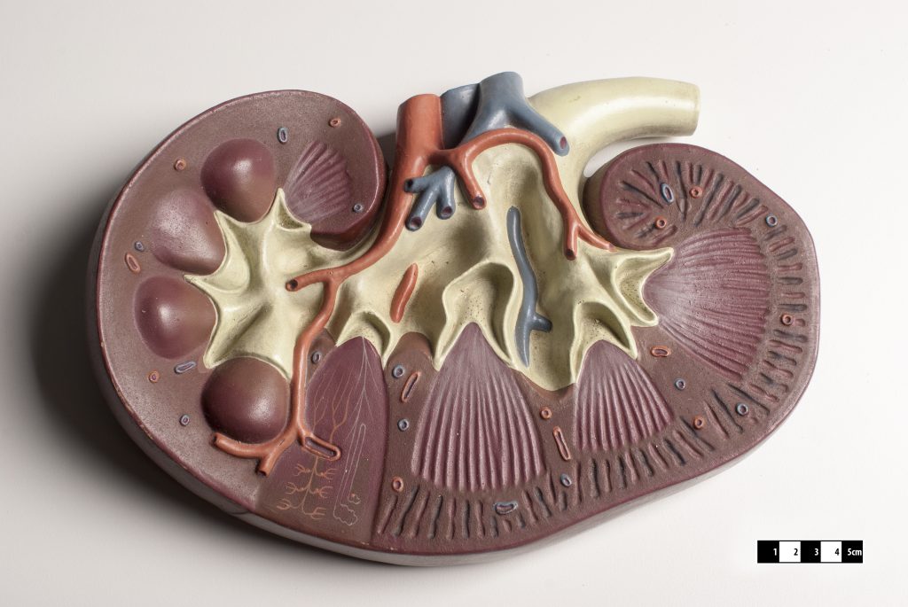Anatomía riñón