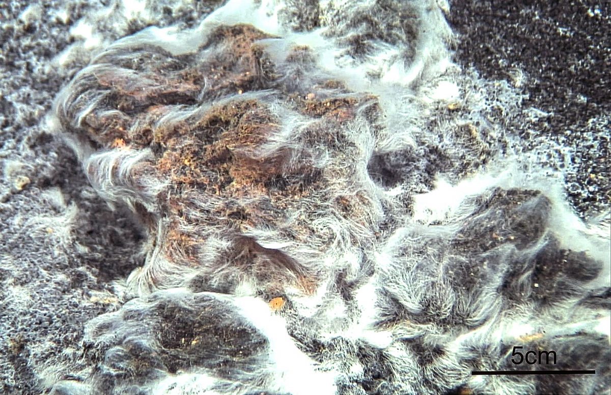 Detalles de la Thiolava veneris en su hábitat natural. Créditos: Miquel Canals, Universidad de Barcelona