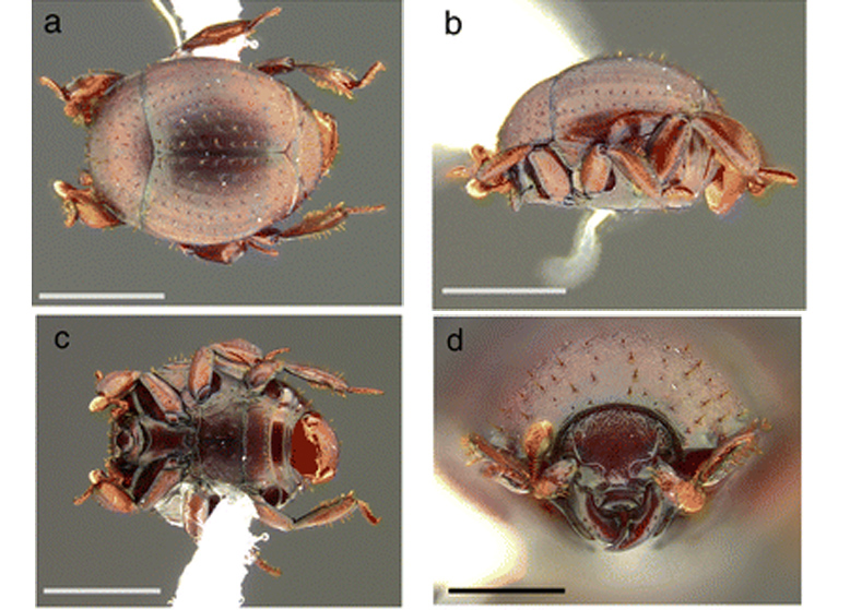 Nymphister kronaueri. Autor: Christoph von Beeren, and Alexey K. Tishechkin.