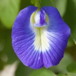 La conchita azul (Clitoria ternatea) es una planta de la familia de las fabáceas, que debe su nombre por su parecido a este órgano.