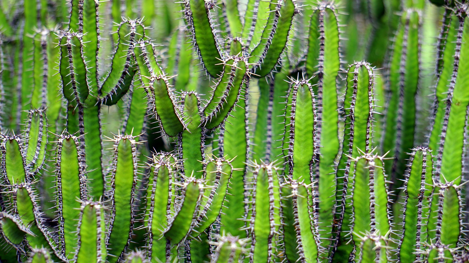 Una de las características de las plantas es su presencia en múltiples ambientes y ecosistemas radicalmente opuestos. Los cáctus son un ejemplo de los mecanismos de adaptación de algunos seres vivos que han sido elegidos a lo largo de la evolución.