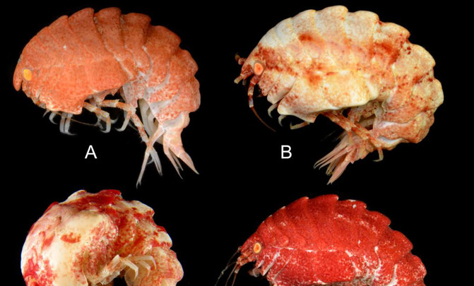Epimeria quasimodo. Autor: Cédric d’Udekem d’Acoz, copyright Royal Belgian Institute of Natural Sciences.