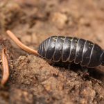 Isópodo de la especie Armadillium vulgare, hospedador de la bacteria Wolbachia. Autor: Walter Siegmund