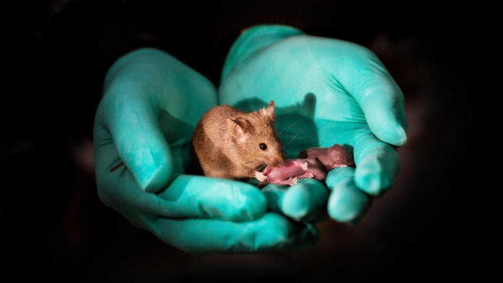 raton hembra crias exitos cientificos 2018