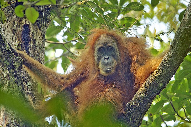 Pongo tapanuliensis hembra. Autor: Tim Laman