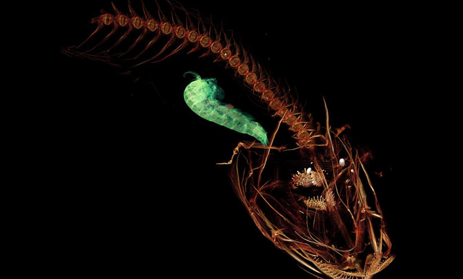 Pseudolipari swirei. Autor: Mackenzie Gerringer, University of Washington ©Schmidt Ocean Institute