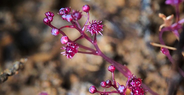 Sciaphila sugimotoi, la planta heterótrofa. Foto por: Takaomi sugimoto