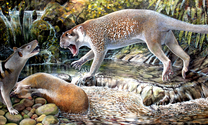 Wakaleo schouteni Autor: Peter Schouten.