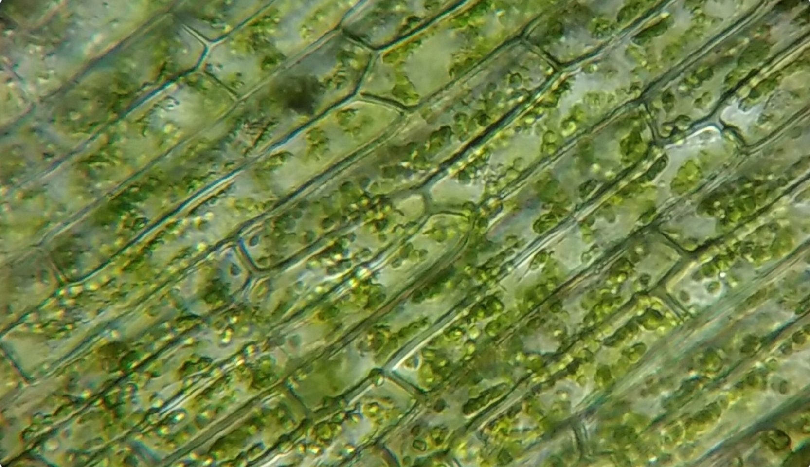 Las células vegetales poseen en su estructura una pared celular que les da su forma geométrica y las previene de la plasmólisis por exceso de turgencia.
