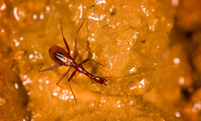 Xuedytes bellus. Autor: Sunbin Huang and Mingyi