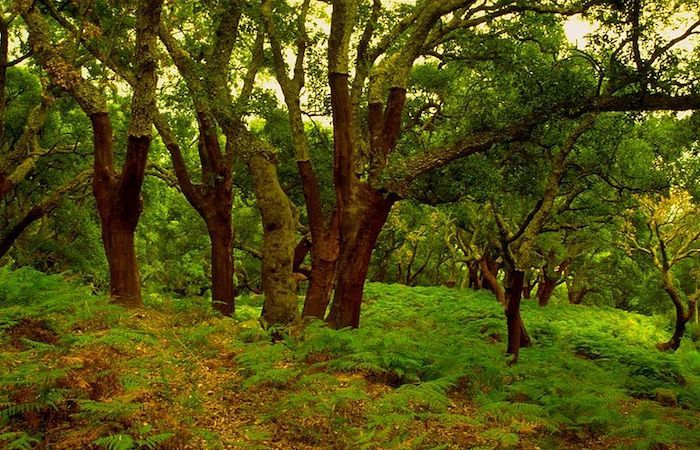 El Parque Natural de Los Alcornocales, popularmente conocido por sus alcornoques, alberga en su interior una fascinante diversidad de helechos.