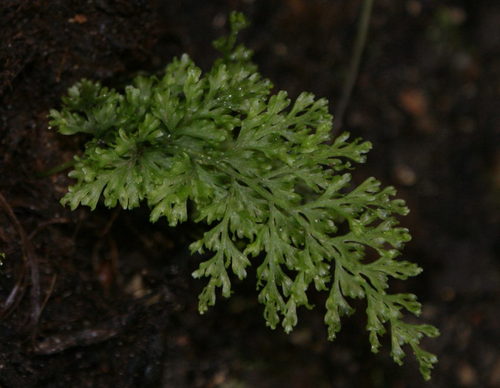 Trichomanes speciosum es uno de los múltiples helechos citados por Betty Molesworth en los alrededores de Algeciras.