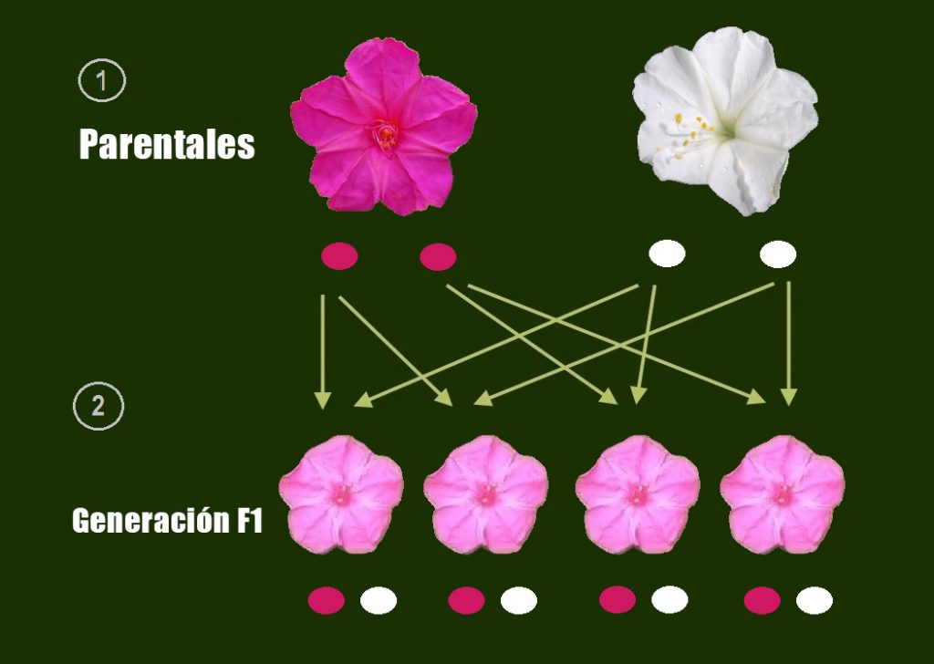 Genética mendeliana, dominancia intermedia en flores