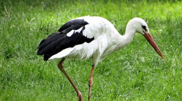 Cigüeña blanca (Ciconia ciconia)