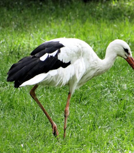 Cigüeña blanca (Ciconia ciconia)