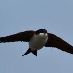 Avión común (Delichon urbicum)