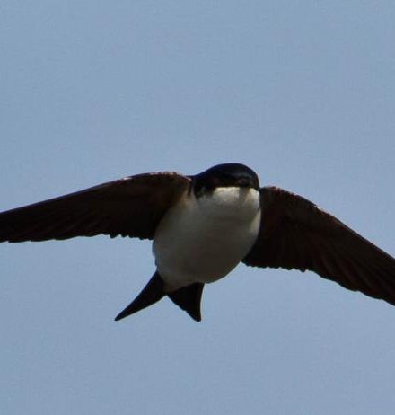 Avión común (Delichon urbicum)