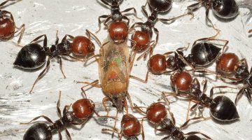 Hormiga fraile o Morito (Crematogaster scutellaris)