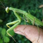 Santateresa (Mantis religiosa)