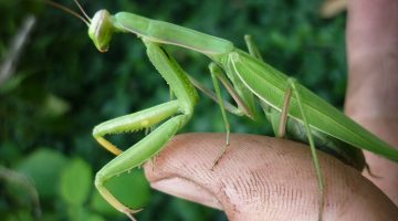 Santateresa (Mantis religiosa)