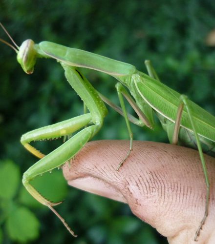 Santateresa (Mantis religiosa)