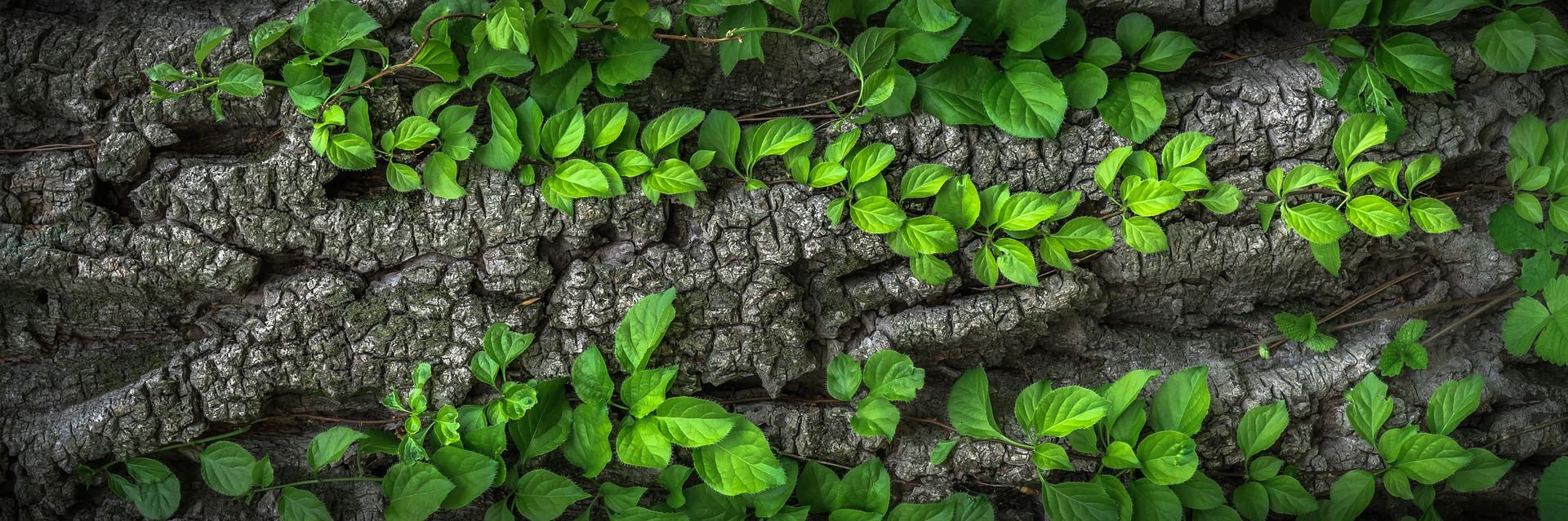 La estructura y composición de las plantas varían, como la de la planta trepadora y la del árbol