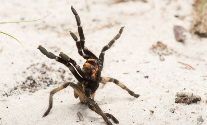 Un individuo de Ceratogyrus attonitifer en posición de ataque levantando las patas delanteras en su hábitat natural. / Kostadine Luchansky