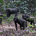 Grupo de gorilas occidentales de llanura en la selva de Ngaga, República del Congo./ Germán Illera