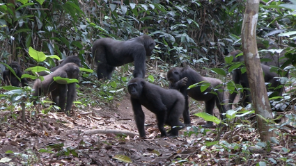 Grupo de gorilas occidentales de llanura en la selva de Ngaga, República del Congo./ Germán Illera