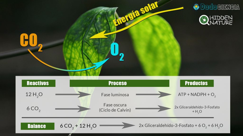 Imagen del balance del proceso de fotosíntesis (una de las principales características de las plantas) indicando su fase luminosa y oscura, reactivos y productos;