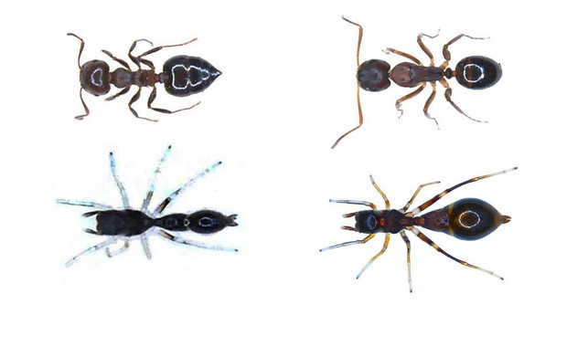 Imagen de Synemosyna formica joven y adulta comparadas con las hormigas a las que se parecen. Imagen de Synemosyna formica joven y adulta comparadas con las hormigas a las que se parecen.