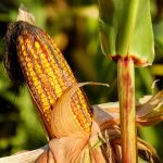 Imagen de una mazorca de maíz, un cultivo al que se aplica la estrategia push pull