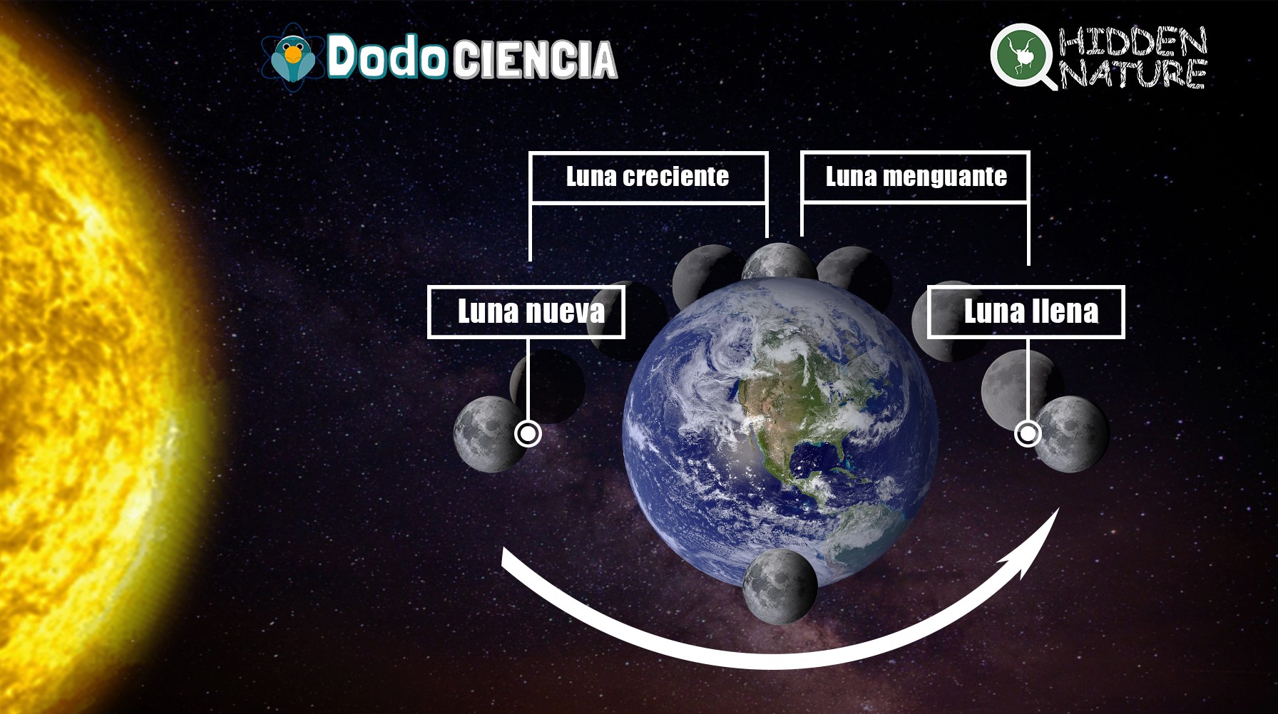 Imagen con el movimiento de traslación de la luna alrededor de la Tierra, con la luna nueva, llena, menguante y creciente; y en este movimiento puede dar lugar a eclipses al interaccionar con el Sol y la Tierra.