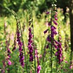 Digitalis purpurea utilizada como una de las flores que se ponían para la tumba de los difuntos