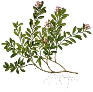 Hoja de Arctostaphylos uva-ursi con principios activos medicinales