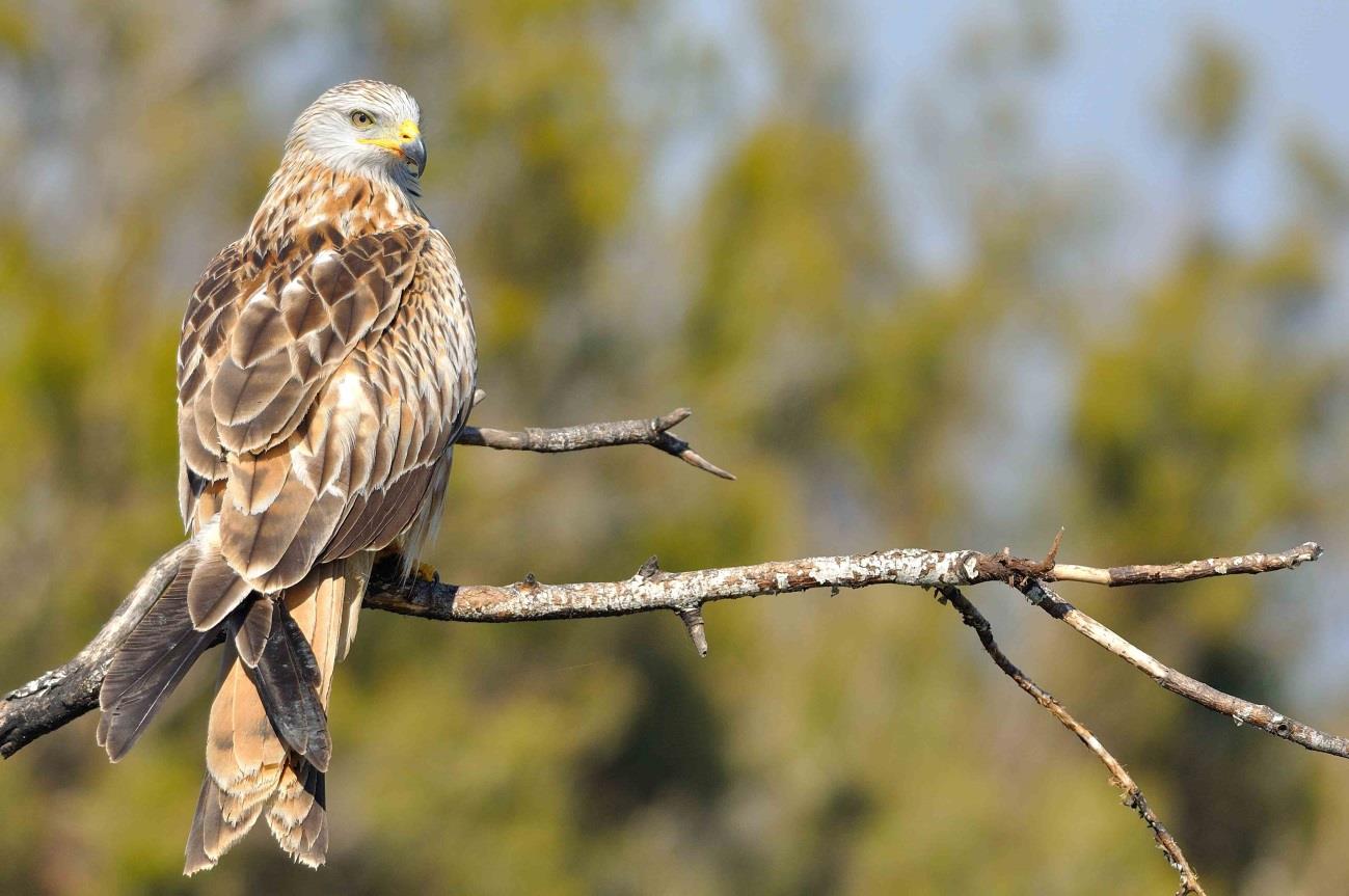 Milano real (Milvus milvus) en el Parque Nacional Doñana