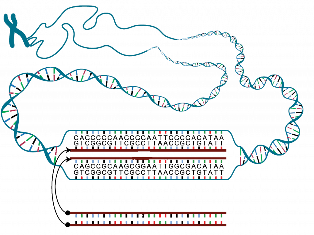 La hibridación in situ permite encontrar determinadas secuencias de ADN o ARN que sirvan como biomarcadores de cáncer
