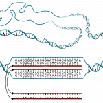 La hibridación in situ permite encontrar determinadas secuencias de ADN o ARN que sirvan como biomarcadores de cáncer