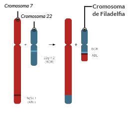 Cromosoma de Filadelfia, un cromosoma que sirve como biomarcador de cáncer, concretamente el de leucemia mielógena crónica