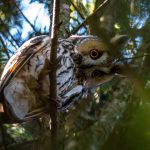 El estudio de la biología de la conservación permite saber el estado de la fauna en un determinado ecosistema