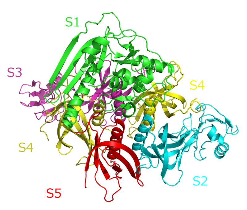 Estructura molecular de la toxina pertussis, que está compuesta por cinco tipos de subunidades, a saber, S1 (en verde), S2 (en celeste), S3 (en violeta), S4 (en amarillo) (doble) y S5 (en rojo).