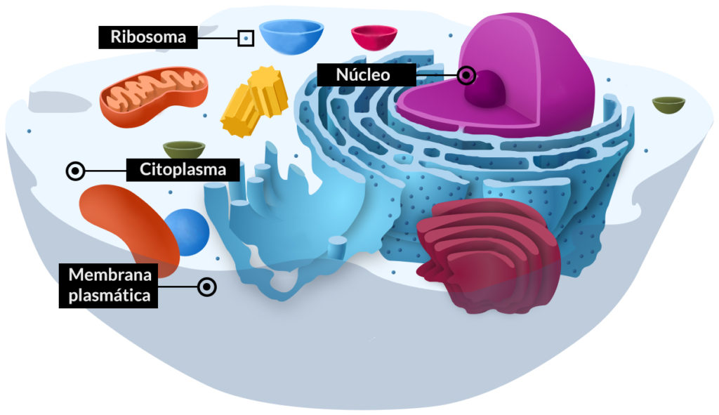 Estructura de la célula animal y orgánulos comunes a todas las células