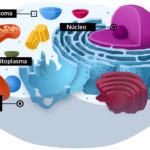 Estructura de la célula animal y orgánulos comunes a todas las células.