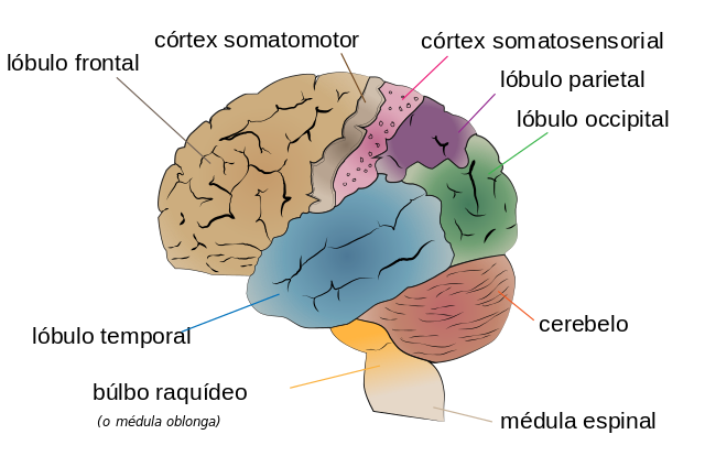 Partes, áreas y funciones del cerebro
