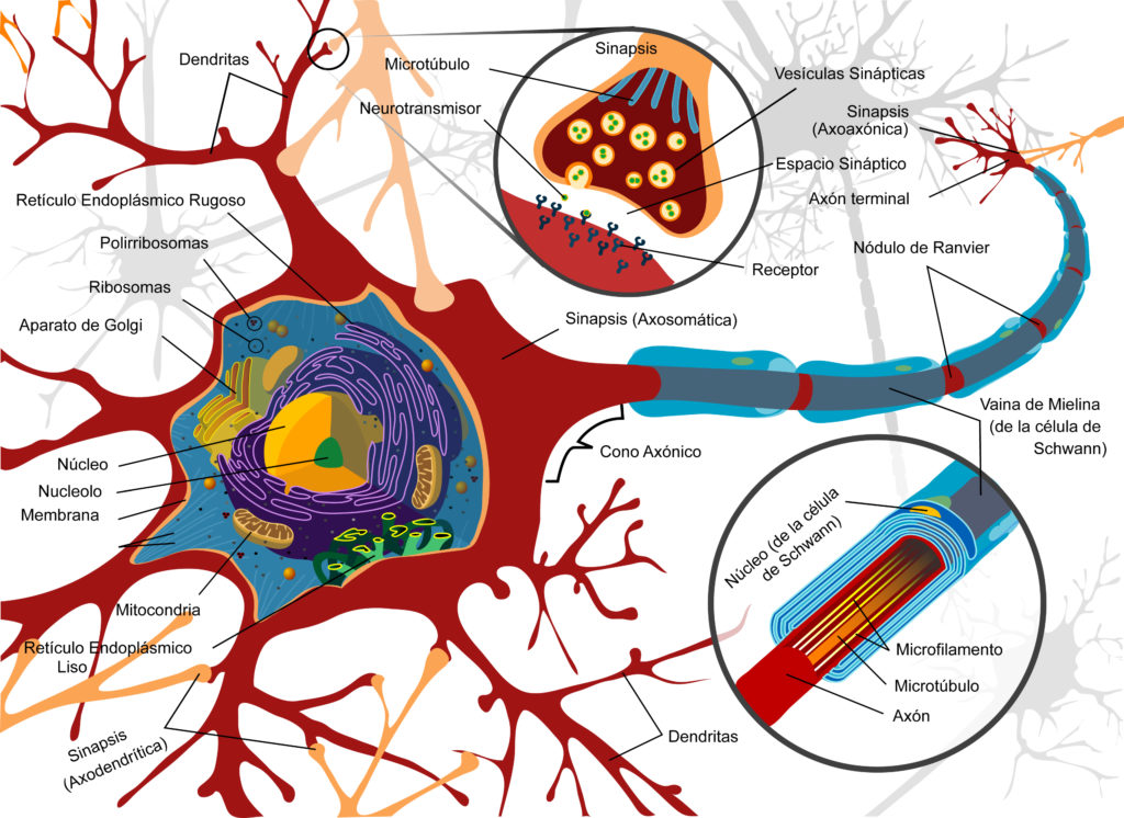 neuronas como componente fundamental del sistema nervioso y del estudio de la neurofisiología