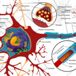 neuronas como componente fundamental del sistema nervioso y del estudio de la neurofisiología