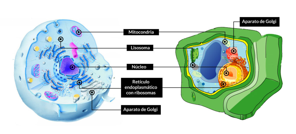  Células eucariotas  Características, tipos y orgánulos