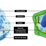 dibujo células eucariotas animal y vegetal con orgánulos en común