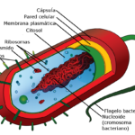 Estructura y composición de la célula procariota