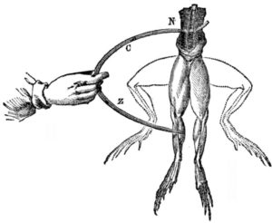 Imagen del experimento de Luigi Galvani con patas de rana